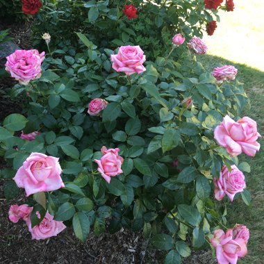 Mila's garden