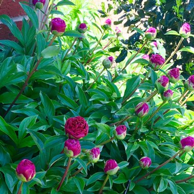 Mila's garden