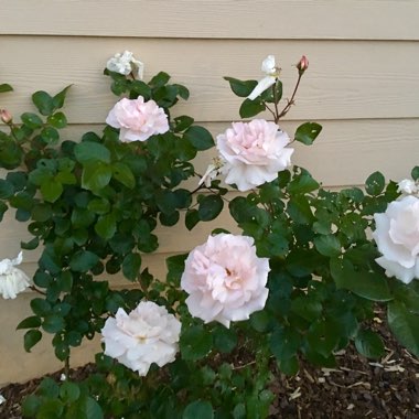 Mila's garden