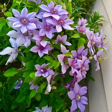 Mila's garden