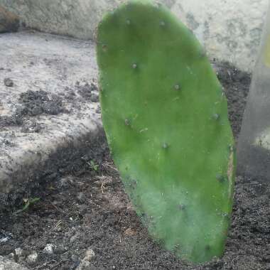 Prickly Pear cactus