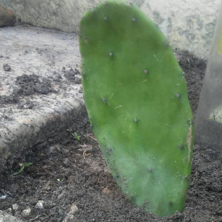 plant image 476527