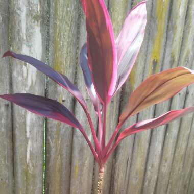Hawaiian Ti Plant 'Red Sister'