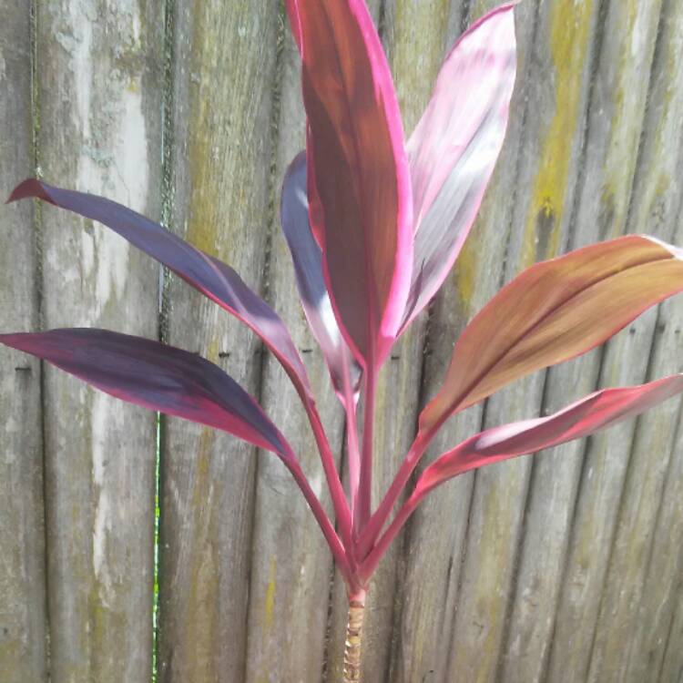 plant image 476553