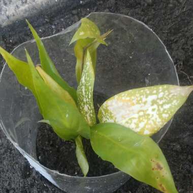 Cast-Iron Plant