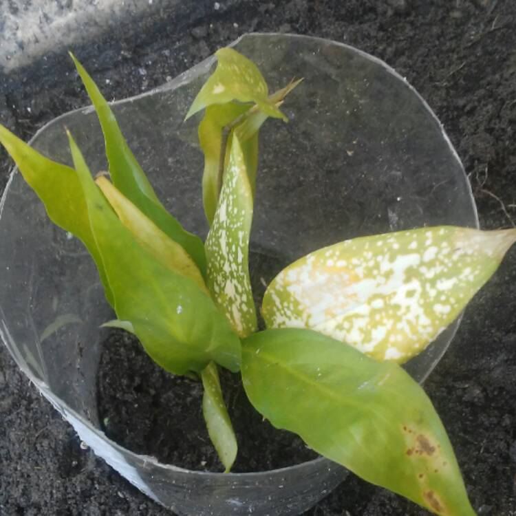 plant image 476558