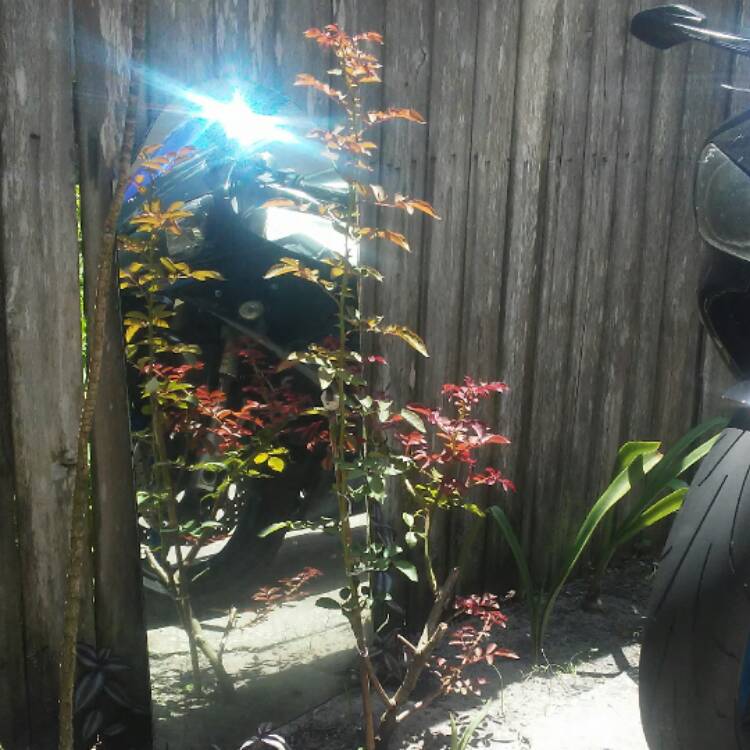 plant image 476561