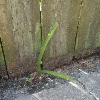 Hippeastrum 'Balentino'