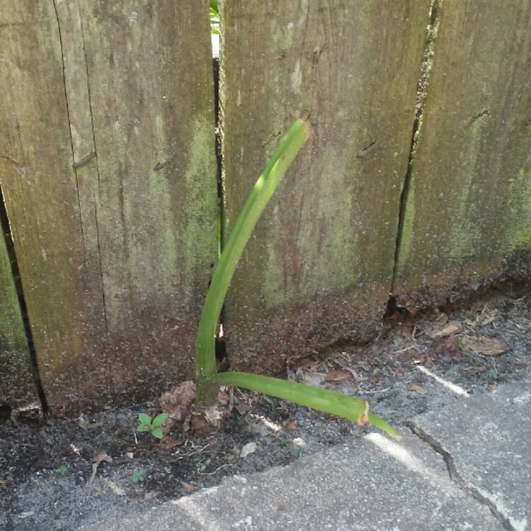 plant image 476563