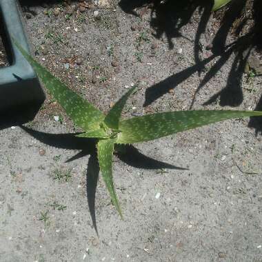Tiger Tooth Aloe