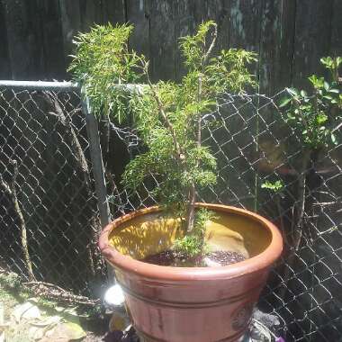 Dunia's garden