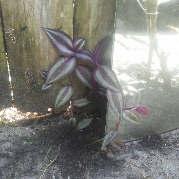 Plant image Plectranthus Purpuratus