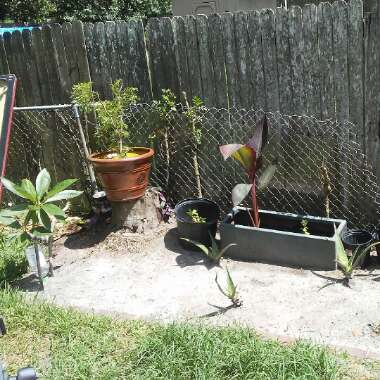 Dunia's garden
