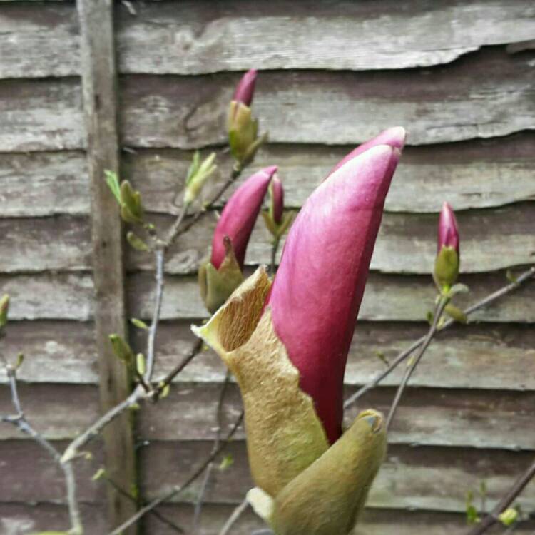 Plant image Magnolia sprengeri