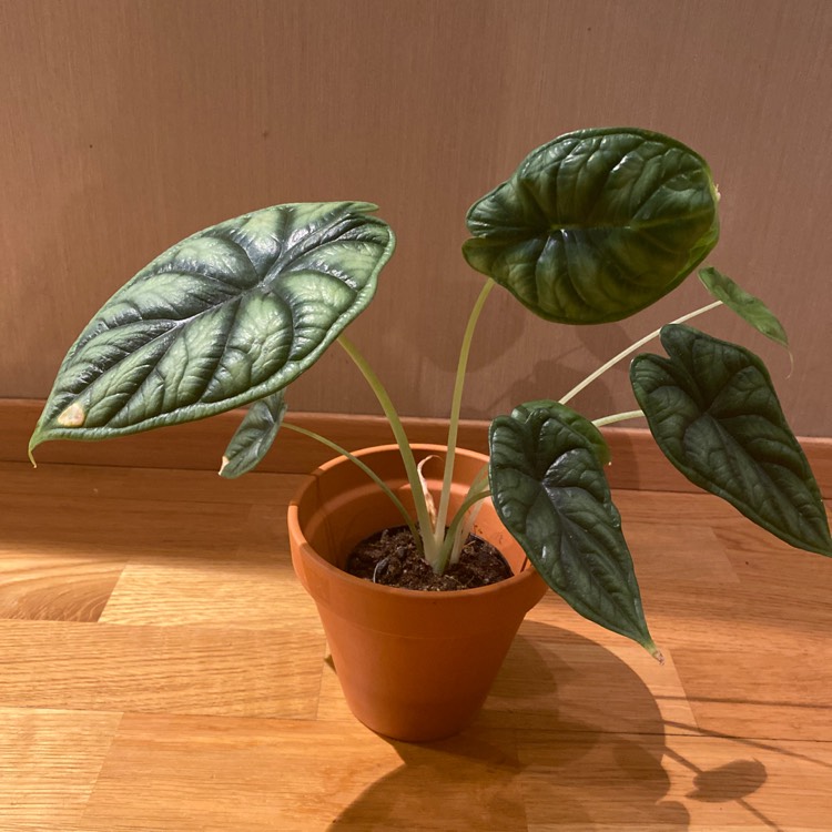 Plant image Alocasia baginda 'Dragon Scale'