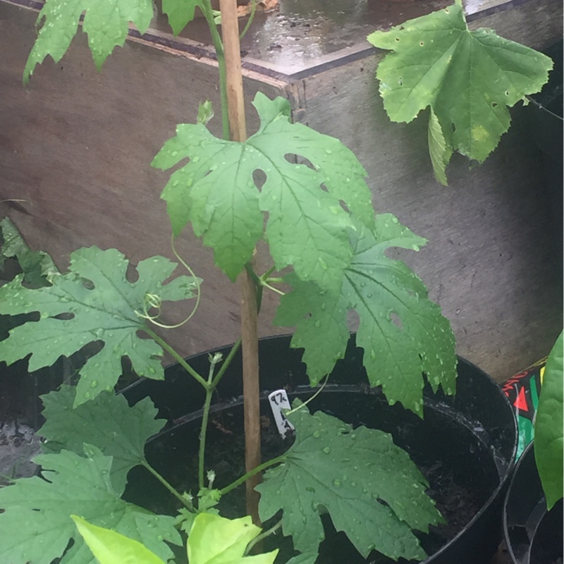 Plant image Momordica charantia