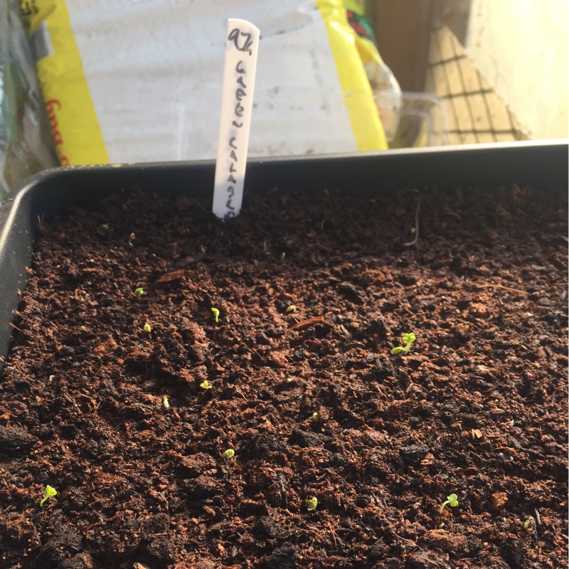 Plant image Brassica oleracea var. Italica Calabrese