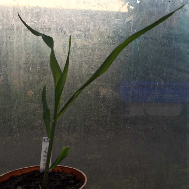 Sweet Corn 'Incredible' F1