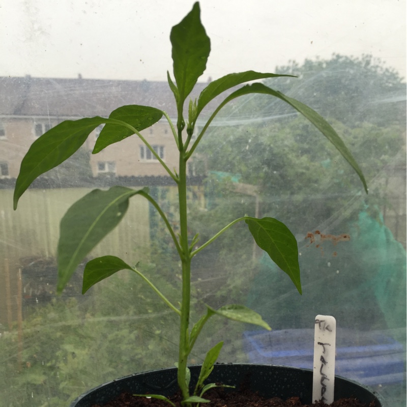 Chilli Pepper 'Jalapeno'