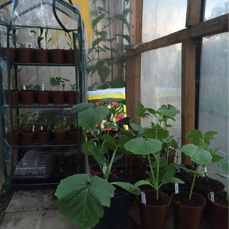 Stewart's garden