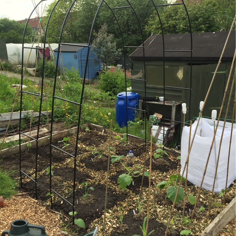 Stewart's garden
