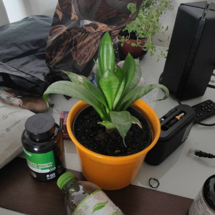 Plant image Sansevieria Trifasciata Black Dragon