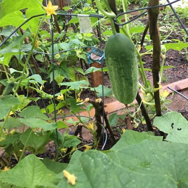 Michael's garden