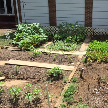 Michael's garden
