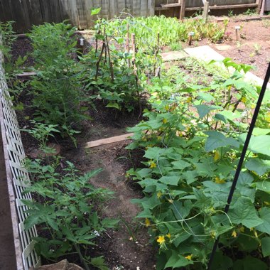 Michael's garden