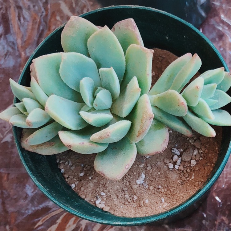 Plant image Echeveria Graessneri