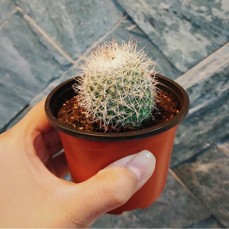 Plant image Mammillaria rhodantha