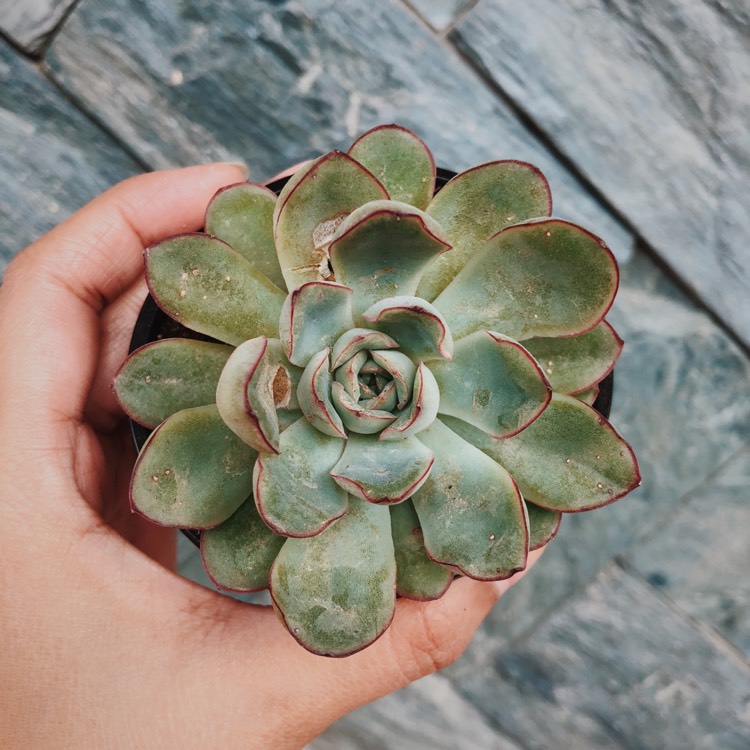 Plant image Echeveria Rondo