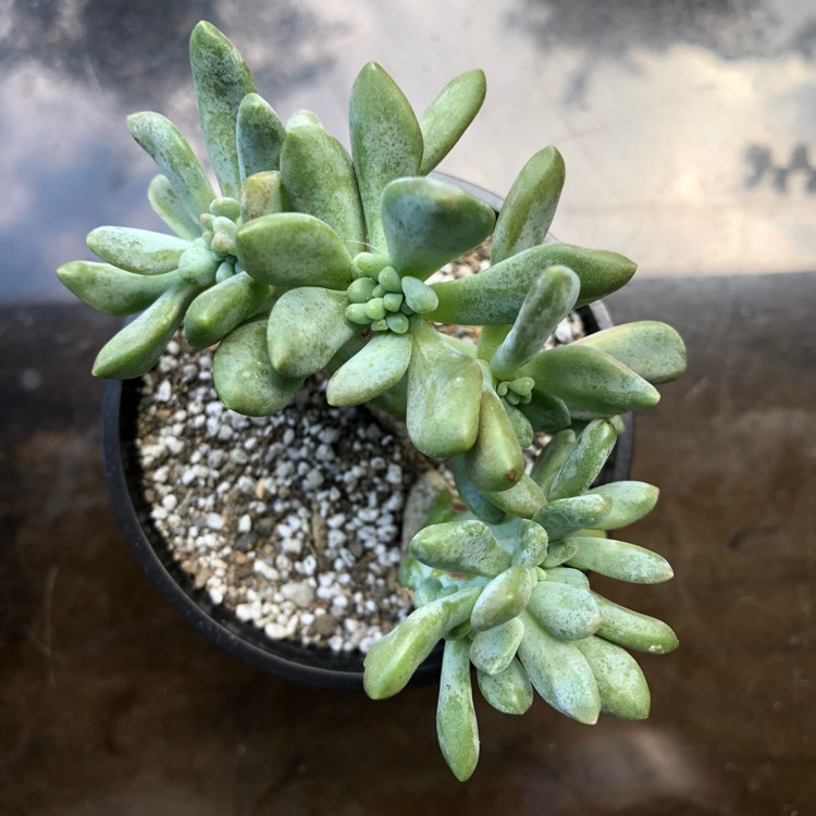Plant image x Pachyveria Clavifolia Cristata