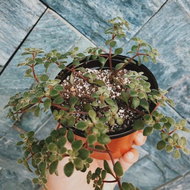 Crassula expansa subsp. fragilis