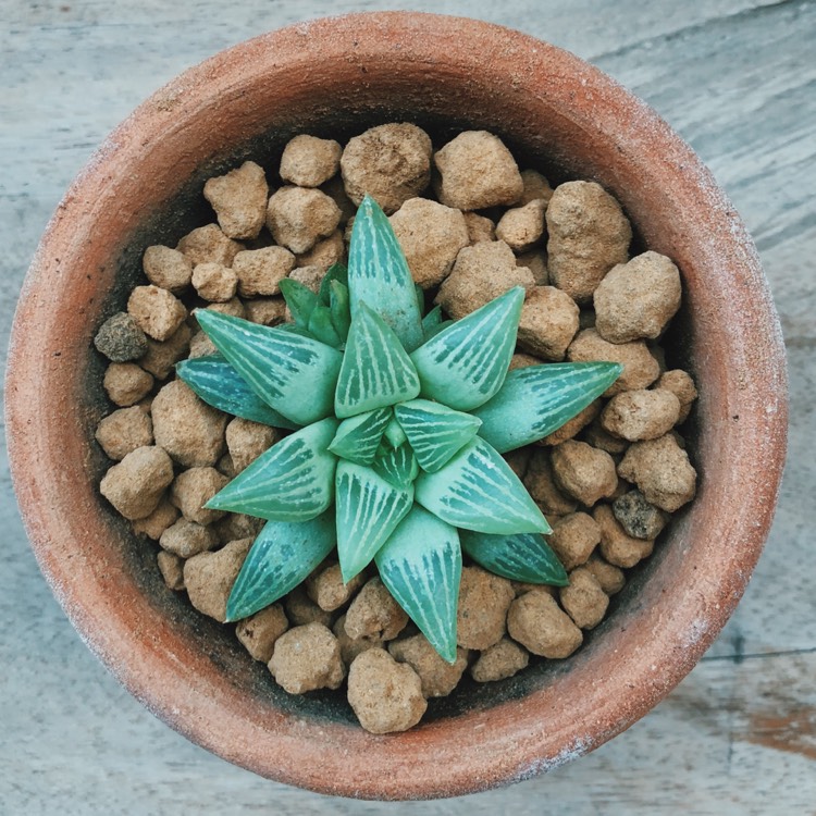 Plant image Haworthia Turgida