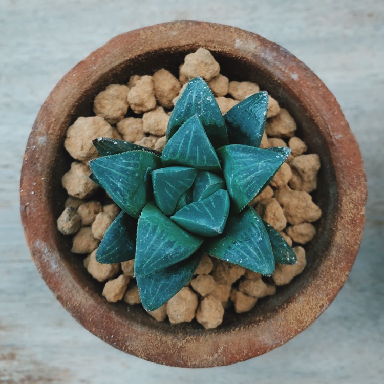 Plant image Haworthia mutica var. 'Otzenii'