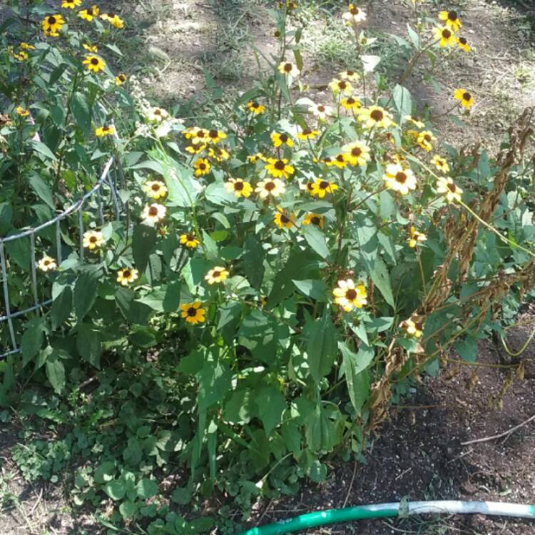 Plant image Rudbeckia hirta 'Sonora'