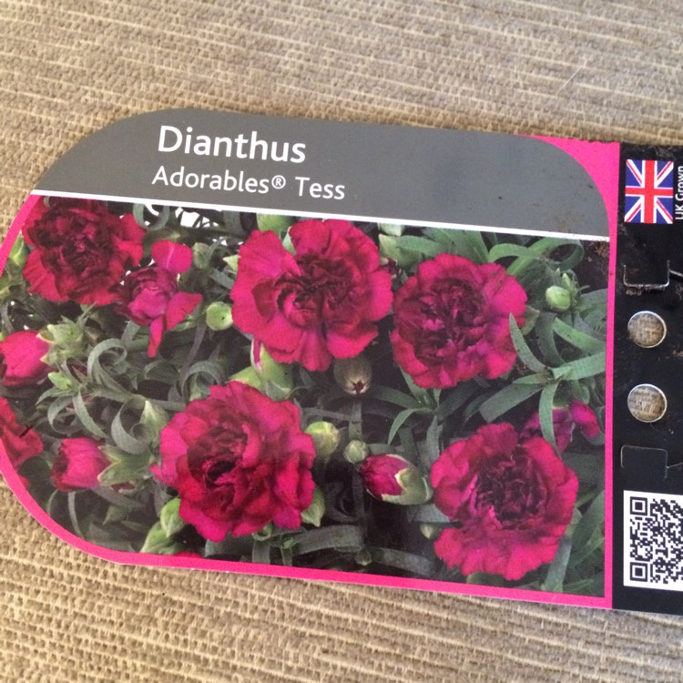 plant image 693218