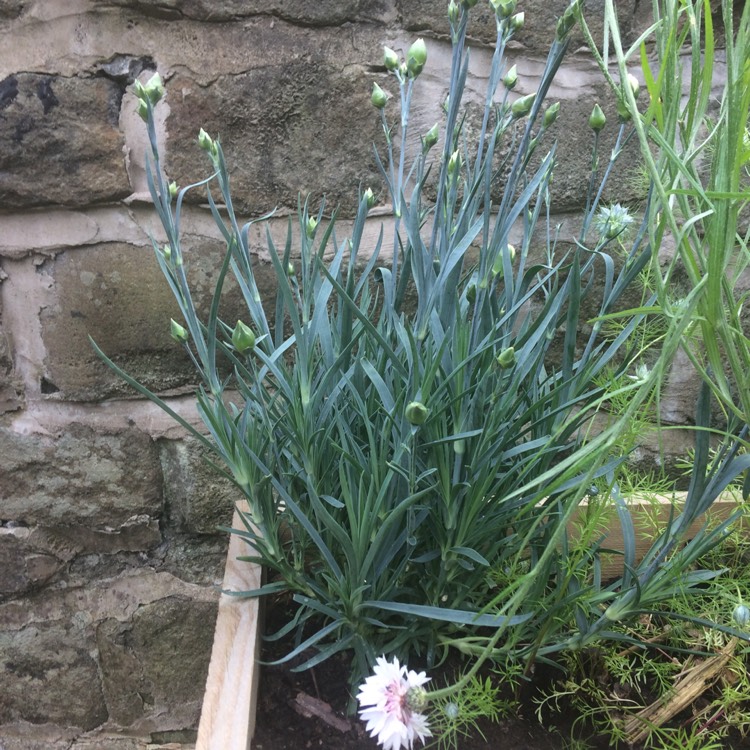 Plant image Dianthus 'Memories'