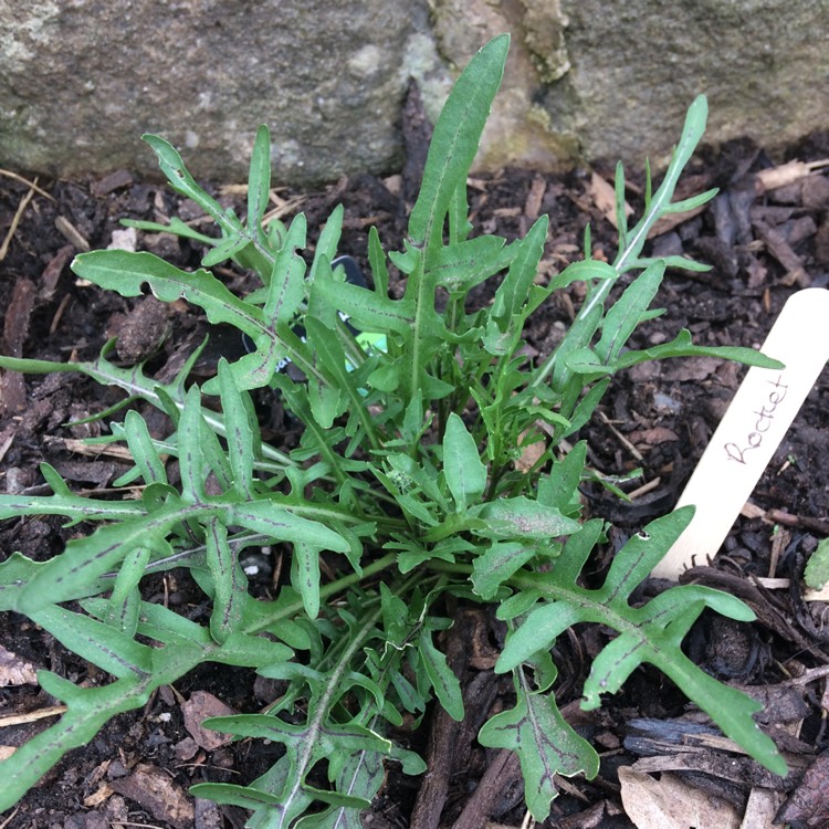 plant image 728041