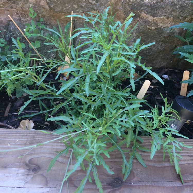 plant image 774652
