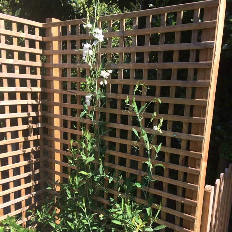 Plant image Lathyrus Latifolius 'White Pearl' syn. Lathyrus latifolius 'Weisse Perle'