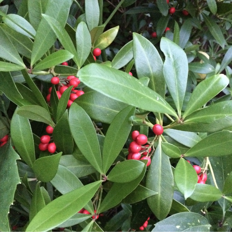 Plant image Skimmia japonica 'Whitebolwi' syn. Skimmia japonica 'Sensation'