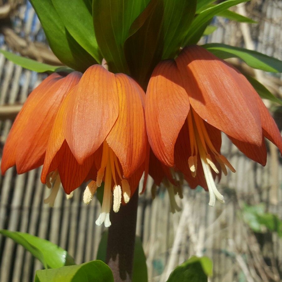 Crown Imperial 'Rubra Maxima'