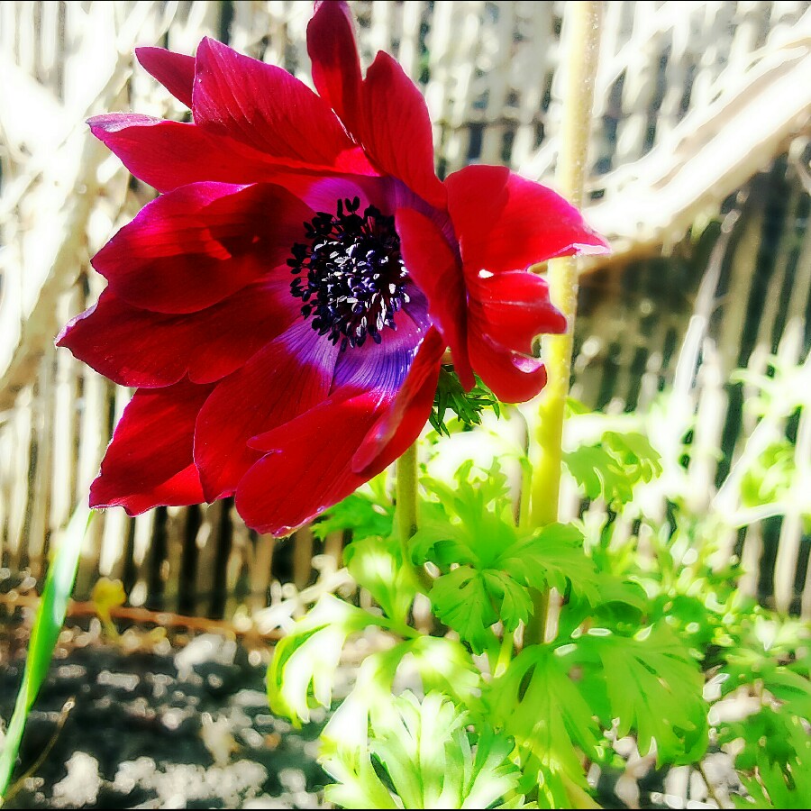 Anemone (De Caen Group) 'Bordeaux'