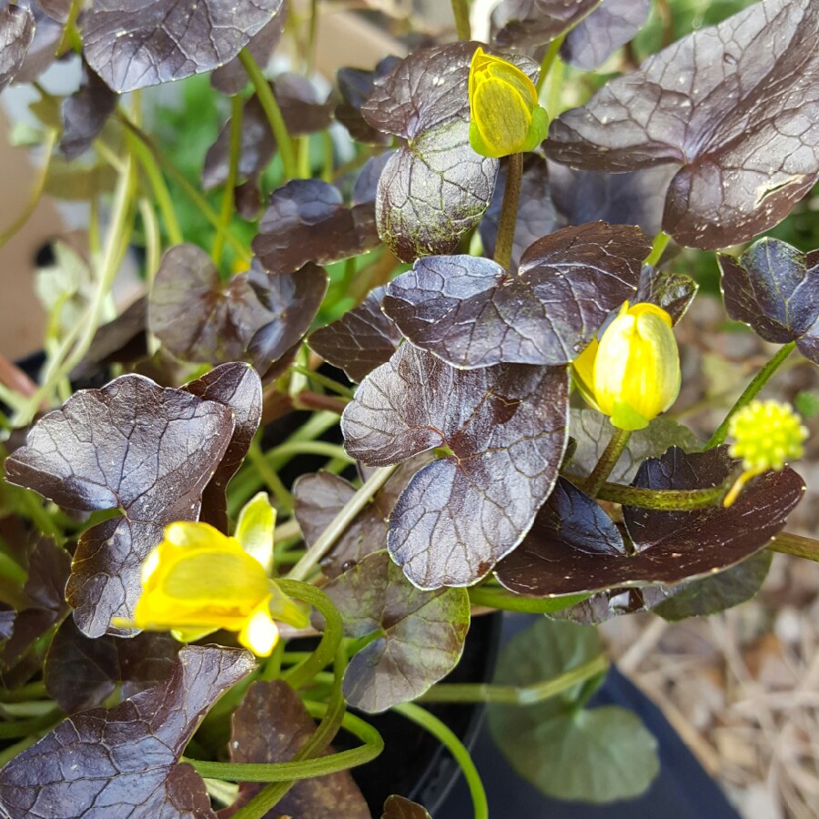 Double Meadow Buttercup 'Flore Pleno'