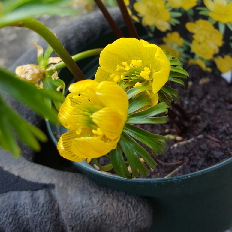 Winter Aconite