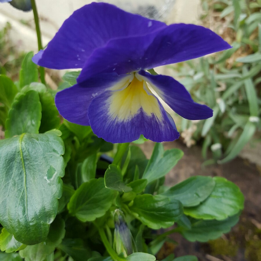 Pansy