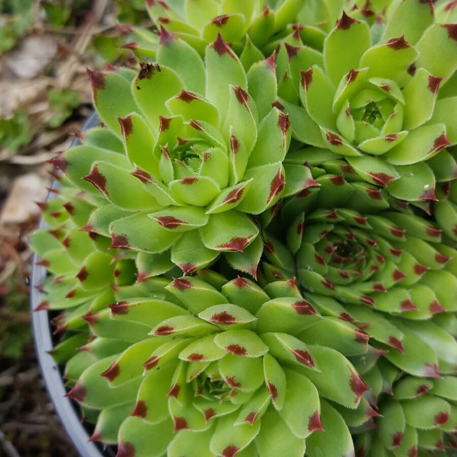 Sempervivum 'Sir William Lawrence'