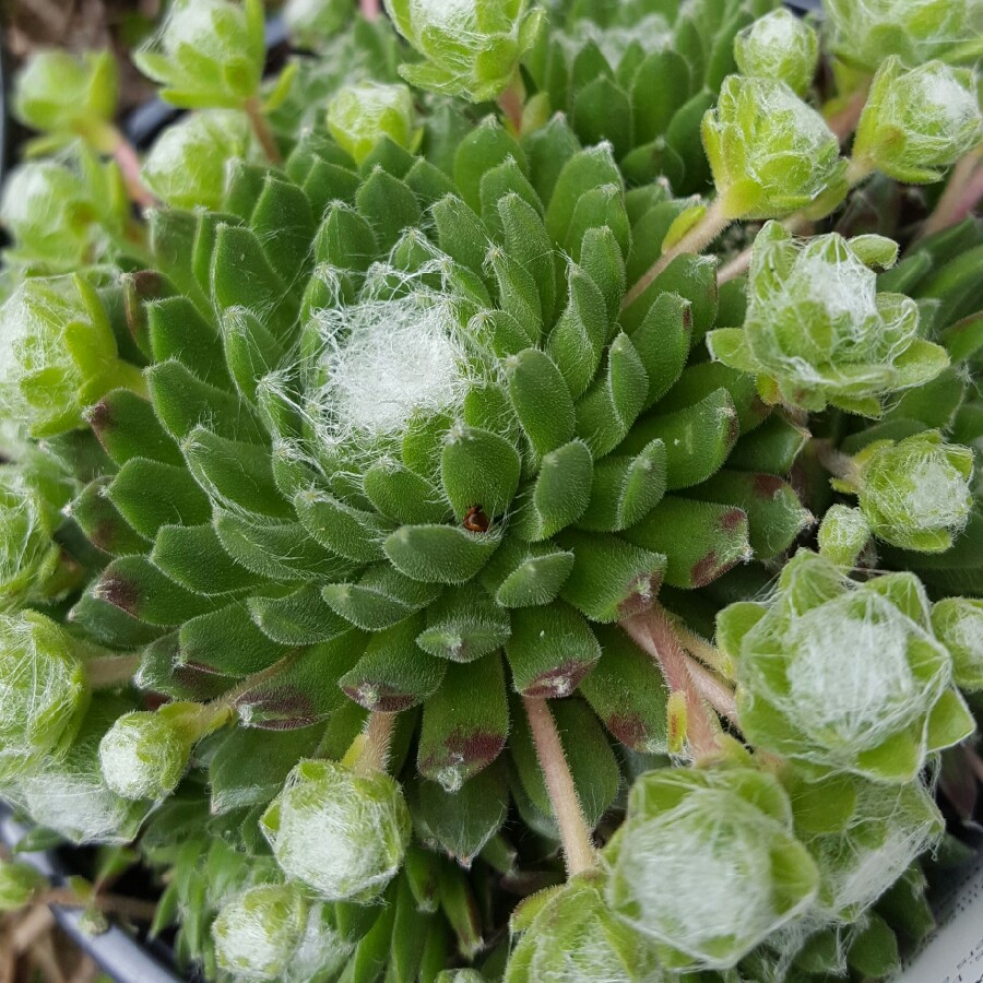 Sempervivum 'Arachnoideum Cobweb'